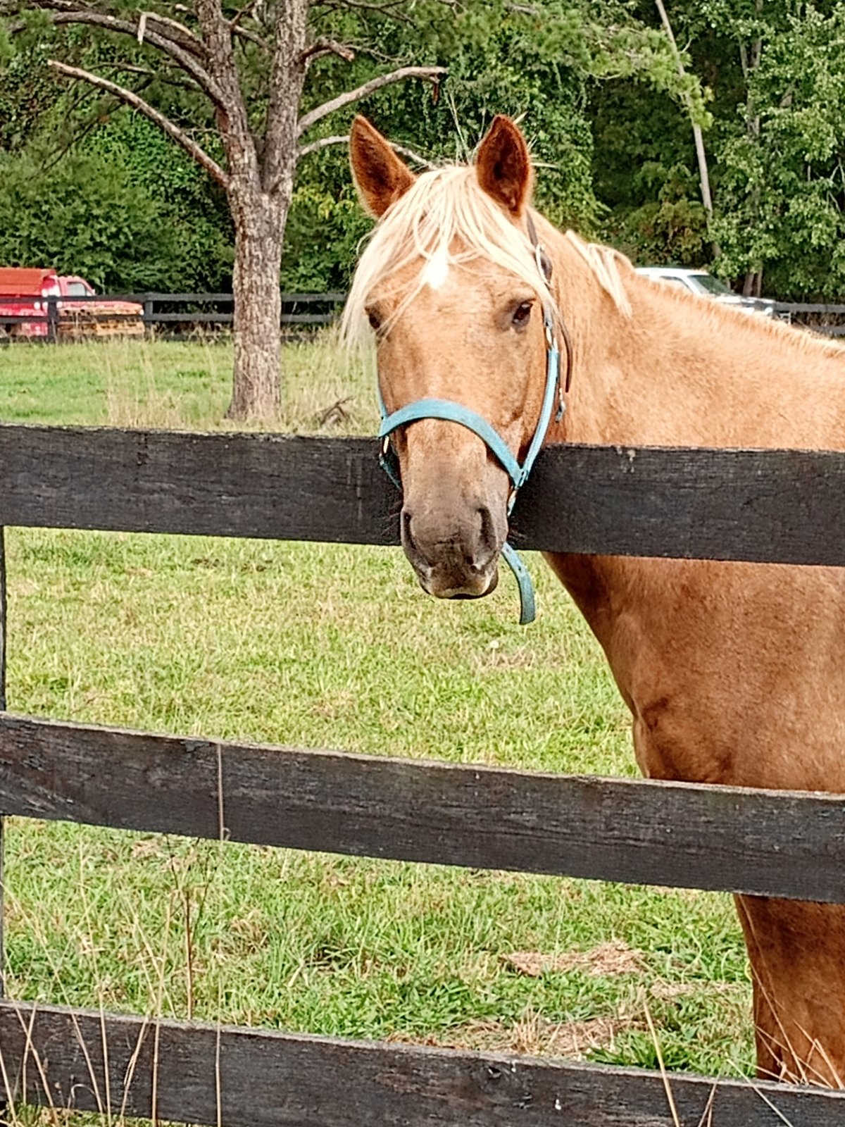 Palomino looking over fence