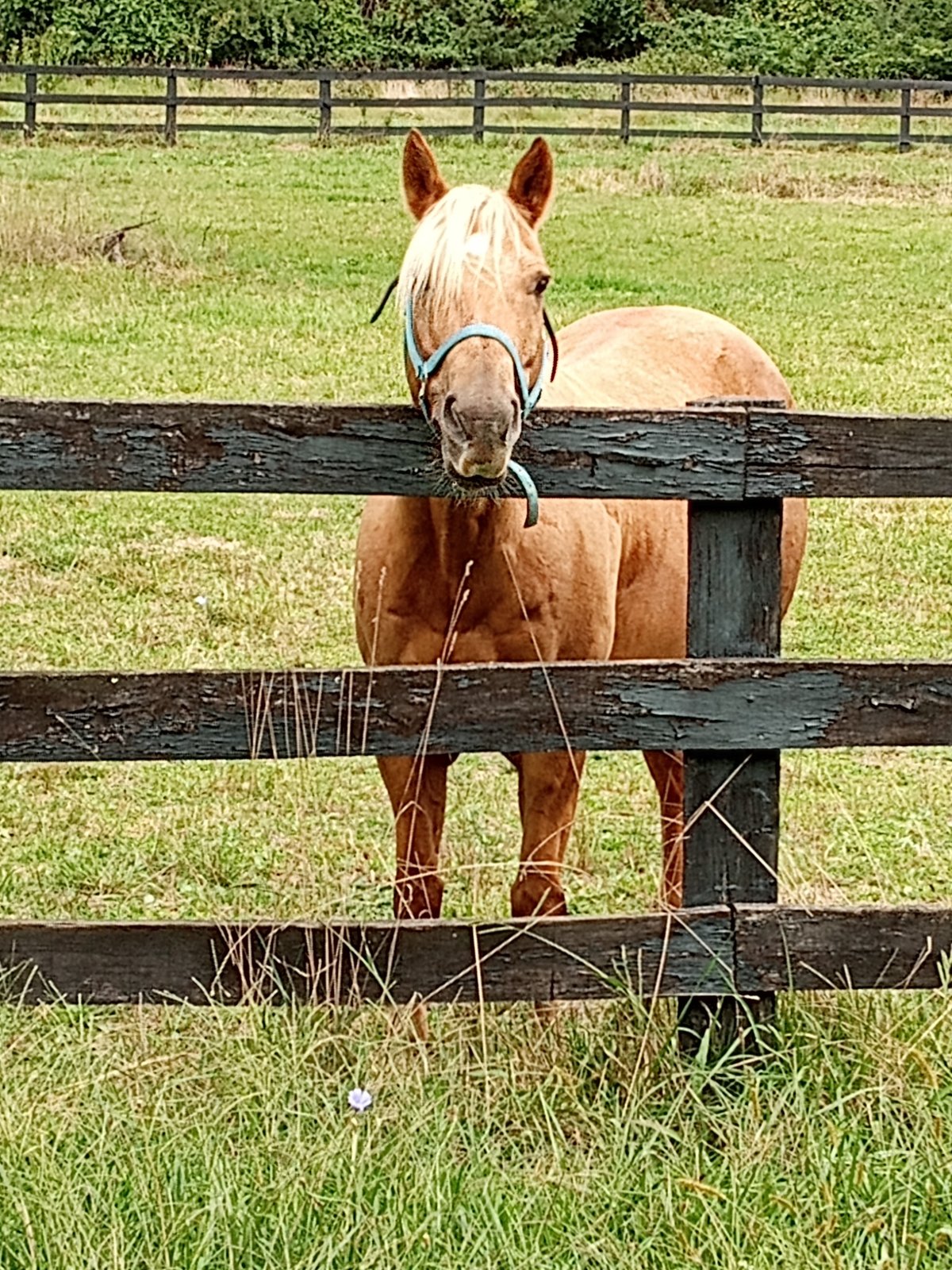 Palomino standing behind pasture fence