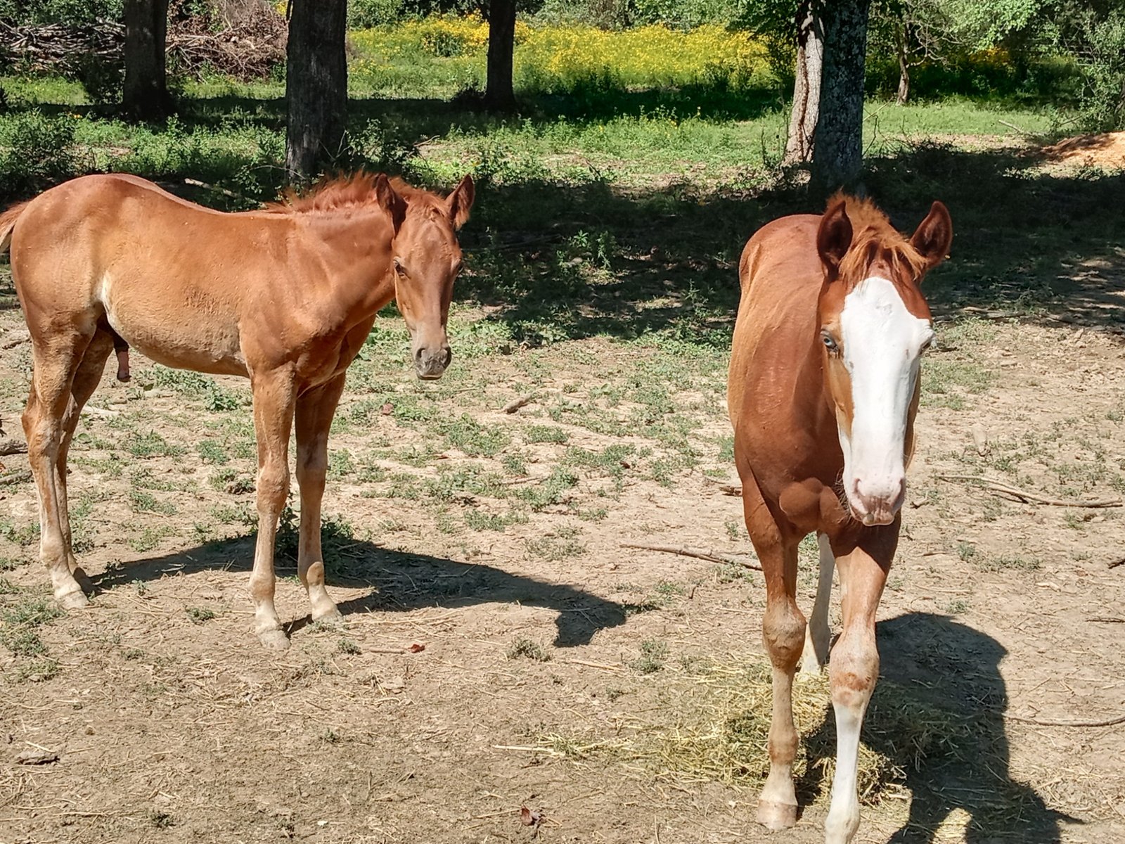 Two young horses in the pasture